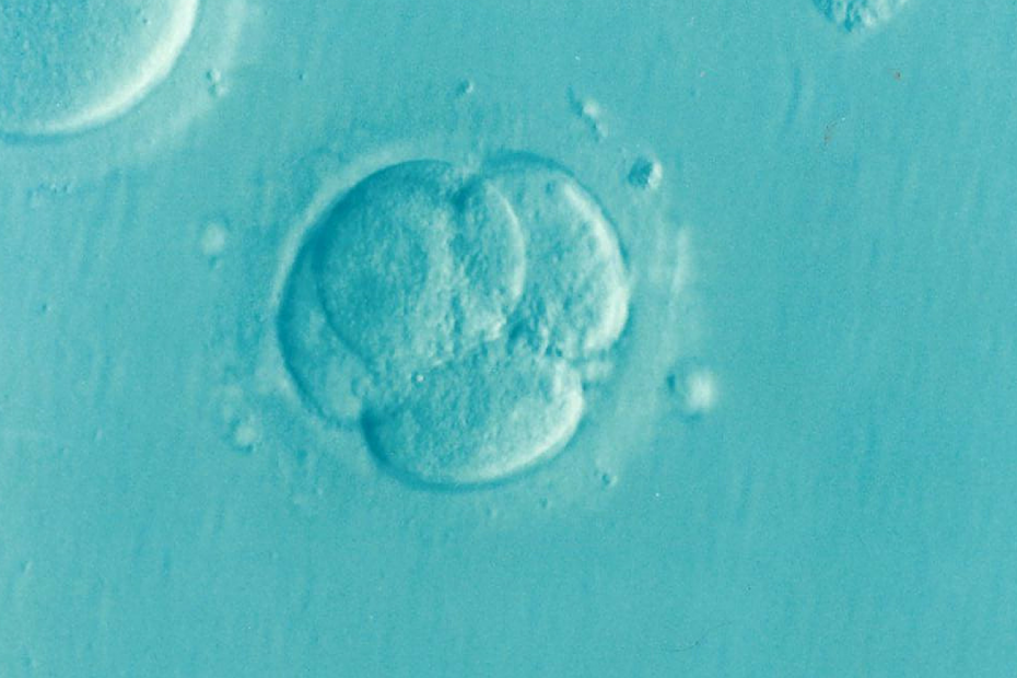 Picture shows a human embryo at the four cell stage
